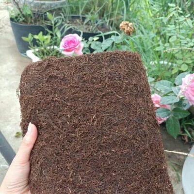 Thuốc Lào Nam Đế – Đặc Sản Tiên Lãng Hải Phòng